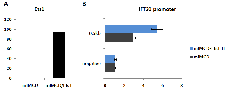 Ets-1 유전자의 발현 레벨에 따른 Ift20 prmoter activity 변화 관찰