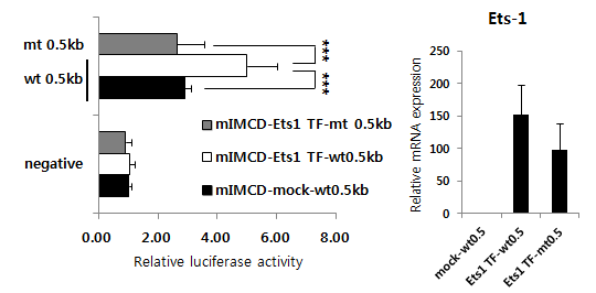 Ets-1 binding site의 mutation 유무에 따른 Ift20 promoter activity 변화
