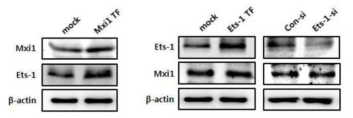 Mxi1 과발현에 의한 Ets-1 발현 레벨 검증 및 Ets-1 과발현 및 감소를 통한 Mxi1 발현 레벨 검증