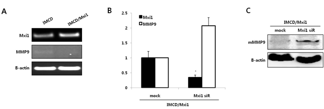 Mxi1 유전자가 MMP9 발현에 미치는 영향