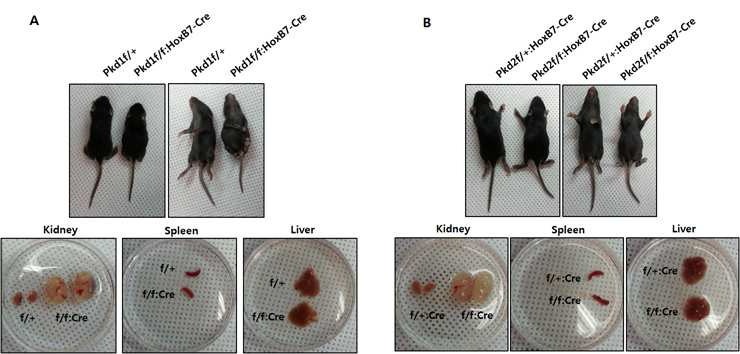 Pkd1 conditional KO 마우스와 Pkd2 conditional KO 마우스 표현형 분석