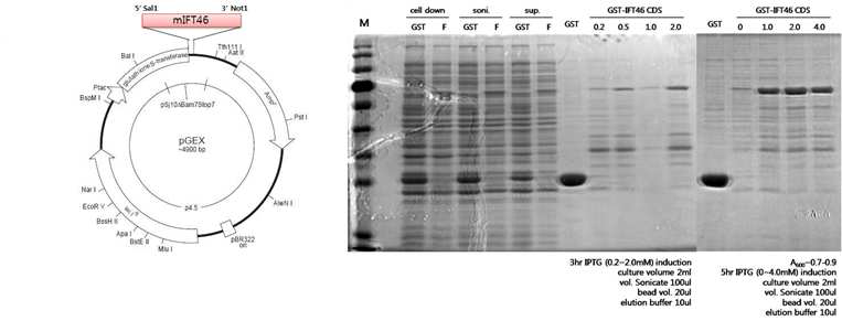 mouse Ift46 항체 제작을 위한 GST protein cloning construct 및 GST pull down 실험