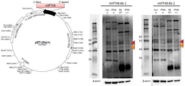 His-tagging vector에 mouse IFT46 CDS cloning 및 제작 된 mouse Ift46 monoclonal 항체 검증