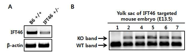 Ift46 hetero kidney의 Ift46 발현 비교 및 Ift46 konckout embryo lethal 시기 검증