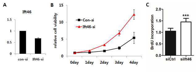 Ift46 발현 감소가 신장 상피세포의 세포 증식에 미치는 영향 검증