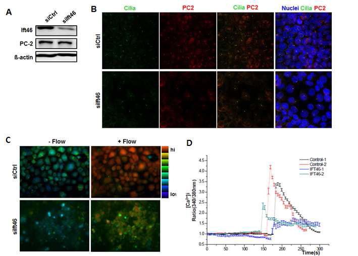 Ift46 발현 감소로 인한 flow sensing 반응성 변화 검증