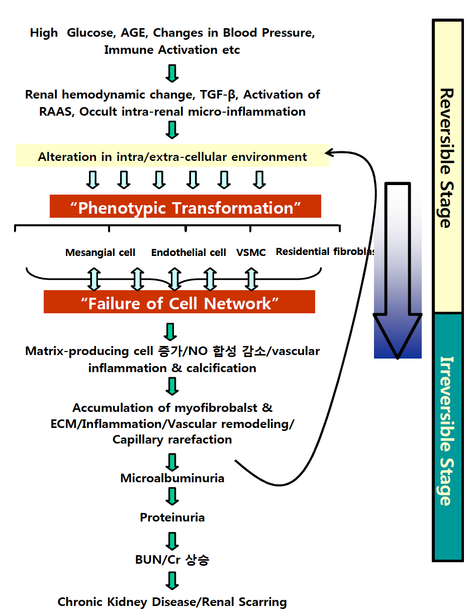 만성신장병의 가역적 vs. 비가역적 단계: 세포변이 (Phenotypic transformation)와 세포간 네트워크 부전 (Failure of cell network)의 중요성