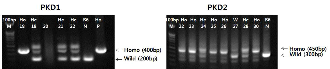 (129-Pkd1 tm2Som x C57BL/6)F1x C57BL/6)N2 와 (129-Pkd2 tm2Som x C57BL/6)F1x C57BL/6)N2 마우스의 유전자 분석