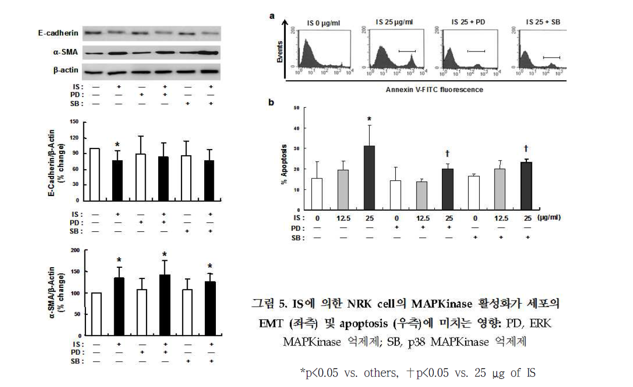 IS에 의한 NRKinse 활성화가 세포의 EMT (좌측) 및 apoptosis (우측)에 미치는 영향