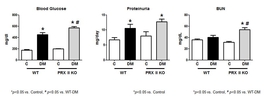 Wild type 및 PRXII KO에서 유도된 당뇨병 (DM)에서 혈당, 단백뇨 및 신장 기능의 변화