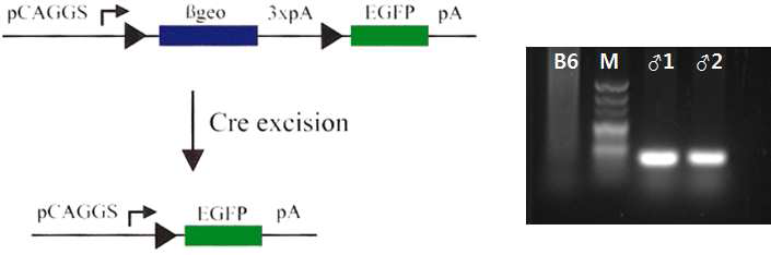 B6.129(Cg)-Tg(CAG-Bgeo/GFP)21Lbe/J 마우스 유전자형 분석