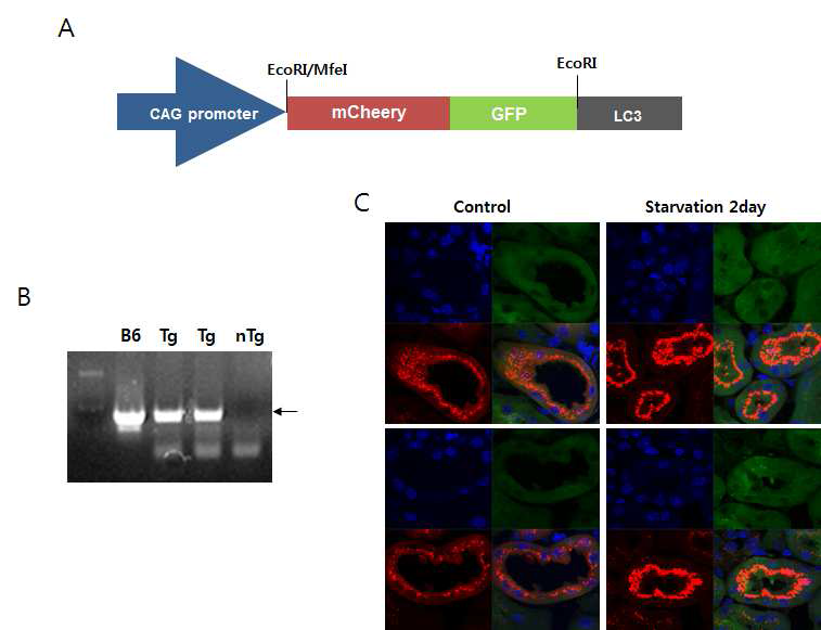 A) mCherry-GFP-LC3 유전자 변형 마우스 제작을 위한 벡터 구조 B) PCR 기법을 이용하여 mCherry-GFP-LC3 유전자 변형 마우스의 유전자형 분석 C) 마우스 신장 상피세포에서 형광 발현 확인