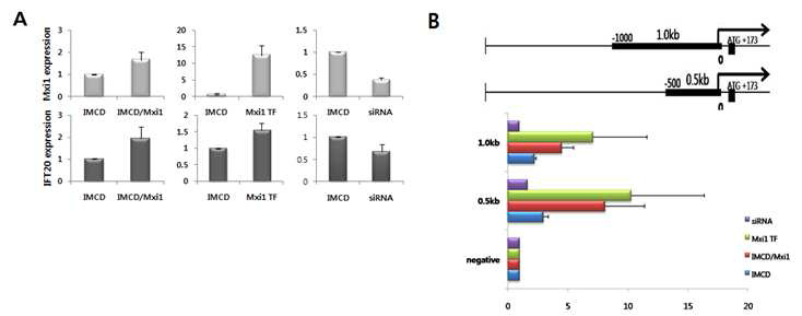 Mxi1 유전자 발현에 따른 Ift20 유전자 발현 조절 검증