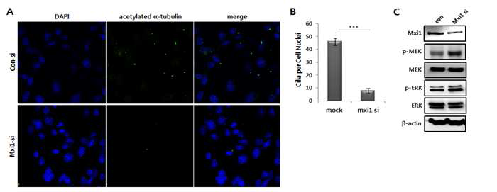 Mxi1 유전자의 발현에 의한 mIMCD3의 ciliogenesis 조절