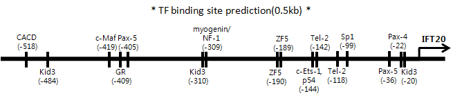 TRANSFAC program을 이용한 Ift20 0.5kb promoter 분석