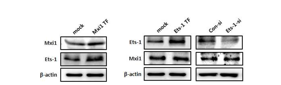 Mxi1 과발현에 의한 Ets-1 발현 레벨 검증 및 Ets-1 과발현 및 감소를 통한 Mxi1 발현 레벨 검증