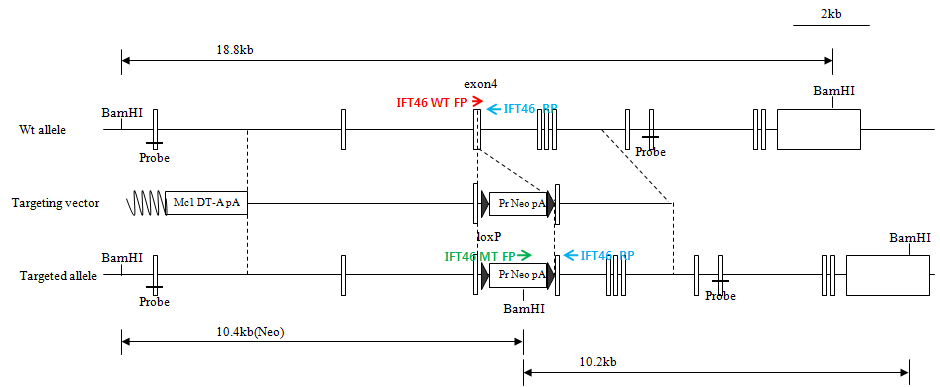 Ift46 targeting vector map