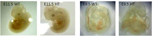 E11.5의 wild type embryo와 Ift46 hetero embryo, E9.5의 wild type embryo와 Ift46 hetero embryo 표현형 관찰