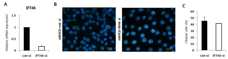 Ift46 유전자의 감소로 인한 ciliogenesis 변화 관찰