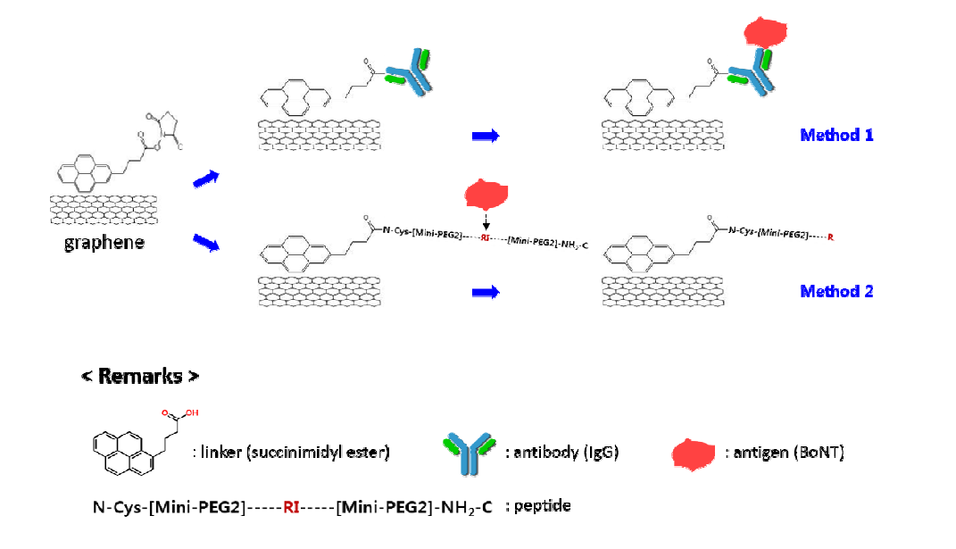 보툴리늄 분자 검출을 위한 그래핀 소자의 표면개질 개념도.