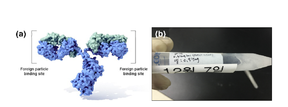 (a) Immunoglobulin G (IgG)의 분자구조. (b) 냉동한 BoNT 용액.