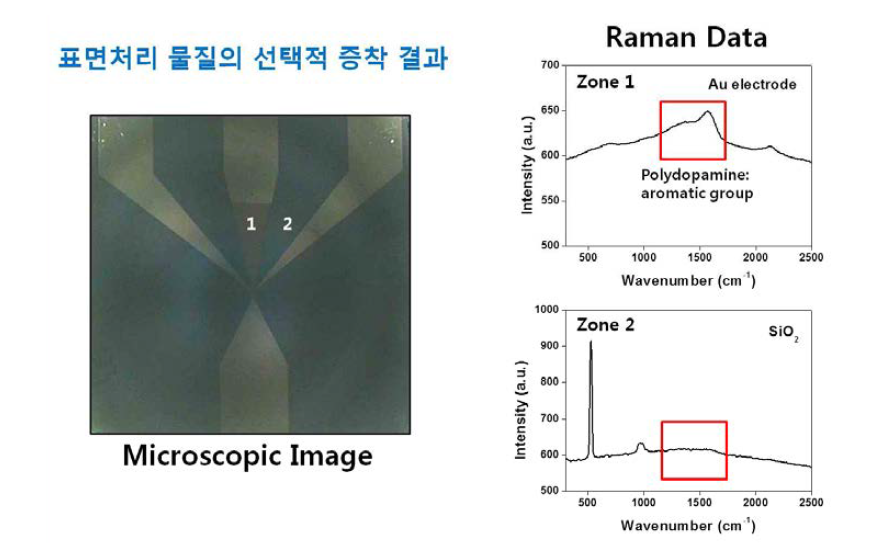 증착된 폴리도파민의 Raman 데이터