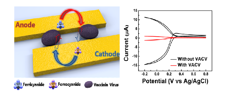 근접전극 사이에 도입된 백시니아 바이러스로 인해 ferricyanide 의 전류신호가 변화에 대한 개요도와 이에 대한 전기화학 그래프