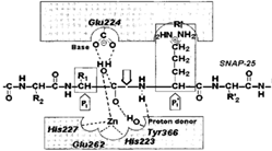 SNAP-25 단백질의 가수분해반응을 나타낸 개요도