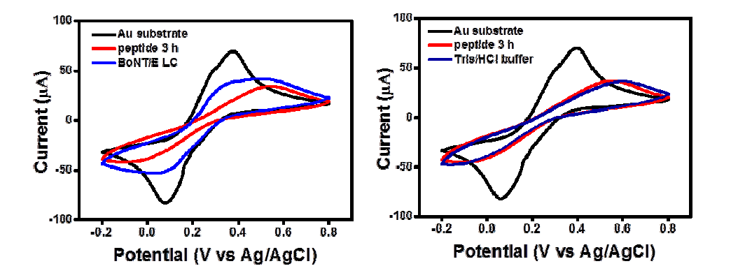 펩타이드의 고정과 보톨리눔 톡신의 첨가에 의한 ferricyanide 신호의 감소 (좌) 와 펩타이드가 고정된 기판에 버퍼를 첨가해준 후 의 전기화학신호 변화 (우)를 나타낸 그래프