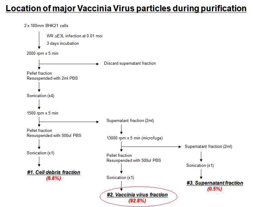세포배양으로부터 백시니아 바이러스를 수집하는 최적의 fraction 결정