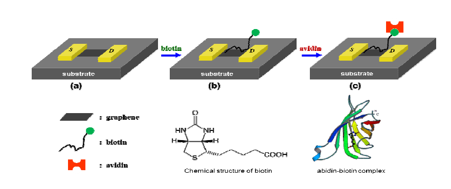 그래핀 소자 위에 생체분자들이 흡착되는 개념도.