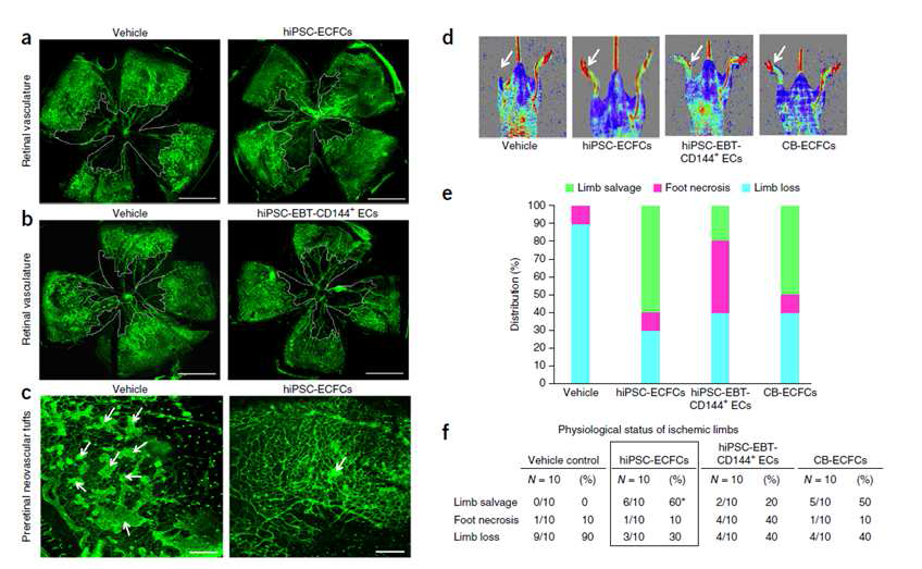 망막 및 말초혈관 질환 모델에서의 치료효능 검증 (Prasain et al., 2014, Nature Biotechnology)