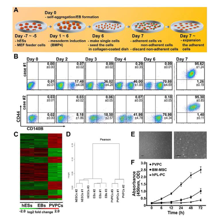 인간배아줄기세포유래 혈관주위전구세포 분화유도 및 정제 기술 개발 (Kim et al., 특허출원, 논문게재 예정)