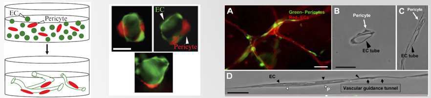 In vitro 3D collagen matrix 상에 혈관내피세포 공배양을 통한 혈관형성 입증 (Kim et al., 특허출원, 논문게재 예정)