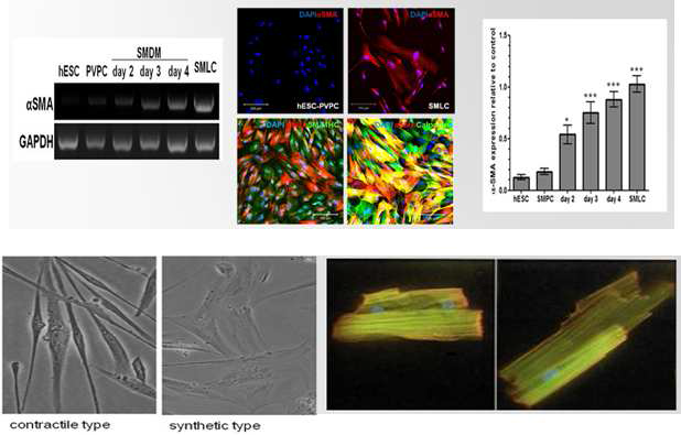 혈관주위전구세포의 근육세포로의 분화능 검증 (Kim et al., 특허출원, 논문게재 예정)