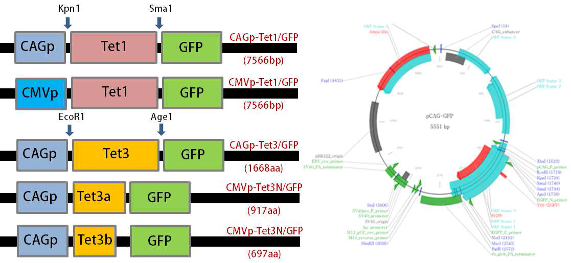CAGp-Tet1/GFP, CMVp-Tet1/GFP와, CAGp-Tet3/GFP alc 관련 벡터 구조(왼쪽). 클로닝에 사용한 pCAG-GFP 모벡터(오른쪽).