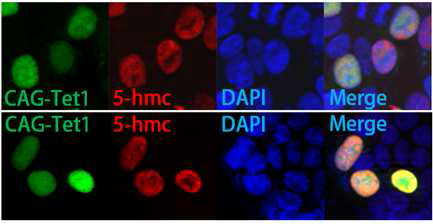 Tet1 과발현 세포, Tet1/GFP 발현세포에서만 5-hmc가 강하게 발현. 293T 세포.