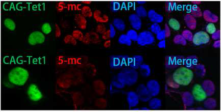 Tet1 과발현 세포, Tet1/GFP 발현세포에서 5-mc의 발현이 낮아짐. 293T 세포.