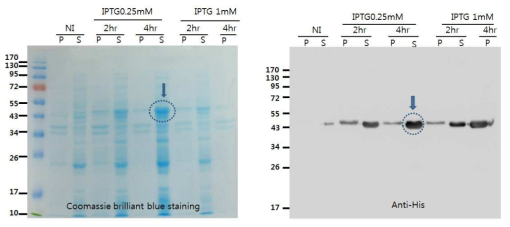대장균에서 Tet1(1-184 aa) 재조합 단백질 발현 유도. 다양한 IPTG 농도 및 처리시간을 통한 적정 조건 탐색. 예상 사이즈는 43 kD.
