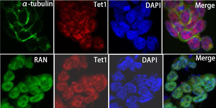 제작된 항체로 생쥐배아줄기세포 면역 염색. a-tubulin, cytoplasmic control; RNA, nuclear control