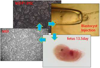 Chimeric fetus로부터 Dox-inducible secondary MEF 획득. NGFP1(Stemgent) iPSC를 배반포에 주입 사용.