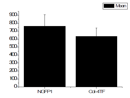 NGFP1 iPSC 유래 pre-iPSC 콜로니(763 ± 141; n=11)와 Col-4TF pre-iPSC 콜로니(634 ± 106개; n=7) 수를 측정. error bar, 표준편차.