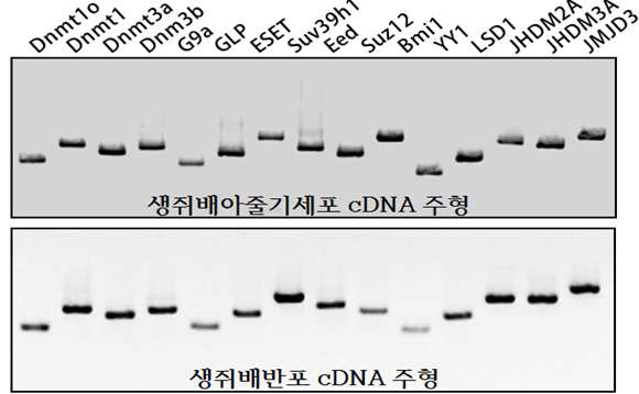 배아줄기세포 및 생쥐 배반포에서 추출한 mRNA로부터 리프로그래밍 관련 유전자 RT-PCR