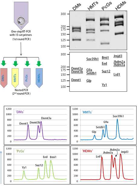 Multiplex PCR 전략. 한 개 시료를 사용하여 RT-PCR(1st PCR)을 한 후(좌상), 이 생산물을 희석하여 2nd PCR에서 사용(우상). Multiplex PCR 결과의 예(상단). 하단은 band intensity profiling 결과.