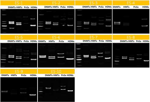 생쥐 ESC 콜로니 분석. DNMTs, DNA메틸화효소; HMTs, 히스톤 메틸화효소; PcGs, Polycomb 그룹 단백질; HDMs, 히스톤 탈메틸화효소. 8% PAGE.