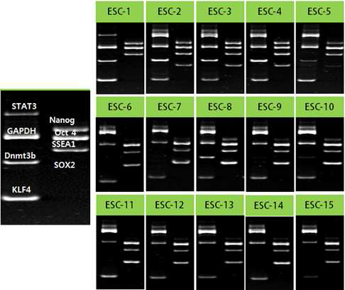 ESC 콜로니 분석 (n=15)(왼쪽). Stemness 유전자 PCR products 밴드 위치 표시. 8% PAGE.