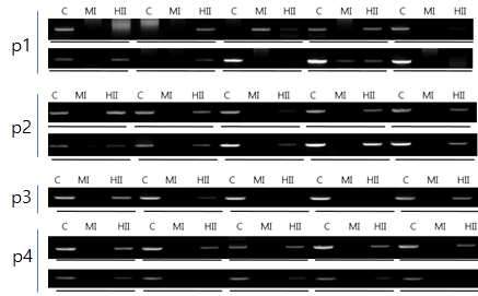 Oct4 proximal promoter(-520~+76) 부 위에 대한 methylationsensitive PCR. MI은 negative control로서 PCR band가 나타나지 않아야 함. C, undigested control; MI, MspI digested DNA; HII, HpaII-digested DNA.