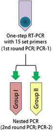 multiplex RT-PCR strategy.