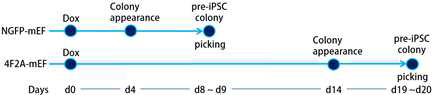 두 가지 서로 다른 MEF로부터 pre-iPSC induction  schdule. Dox, 독시사이클린.