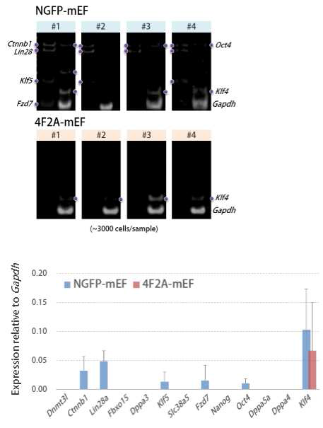 NGFP 및 4F2A reprogrammable MEF로 부터 Dox 유도 전 pluripotency genes의 발현 여부를 확인.